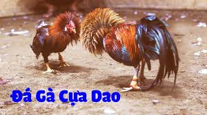 đâ gà cựa dao